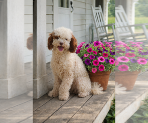 Mother of the Golden Cavadoodle puppies born on 09/04/2026