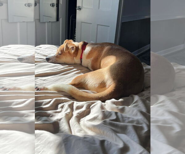 Medium Photo #15 Mutt Puppy For Sale in Germantown, OH, USA