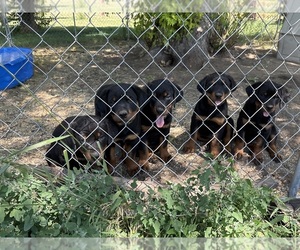 Rottweiler Puppy for Sale in WHITNEY, Nebraska USA