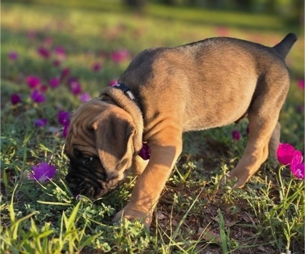Medium Photo #6 Cane Corso Puppy For Sale in BANGS, TX, USA