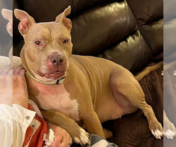 Medium Photo #17 American Pit Bull Terrier-Unknown Mix Puppy For Sale in Germantown, OH, USA