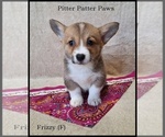 Puppy Frizzy Pembroke Welsh Corgi