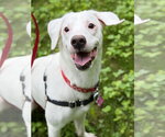Small Photo #4 Jack Russell Terrier-Unknown Mix Puppy For Sale in West Cornwall, CT, USA