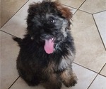 Small Photo #2 Cavapoo-Maltipoo Mix Puppy For Sale in CONYERS, GA, USA