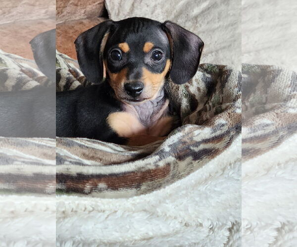 Medium Photo #1 Chihuahua-Unknown Mix Puppy For Sale in Aurora, CO, USA