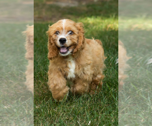 Cocker Spaniel Puppy for sale in NAPPANEE, IN, USA