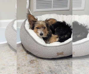 Nori - Female Mutt Dog for Adoption - Photo #5