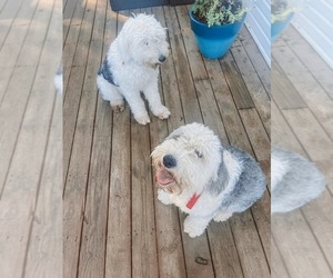 Mother of the Old English Sheepdog puppies born on 05/15/2025