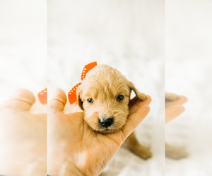 Golden Retriever-Goldendoodle Mix Puppy for sale in FORT MYERS, FL, USA