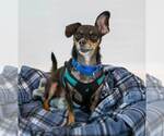 Small #2 Chihuahua Mix
