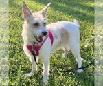 Small Jack Russell Terrier Mix