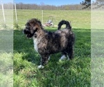 Small Photo #20 Aussiedoodle Puppy For Sale in UNIONVILLE, IA, USA