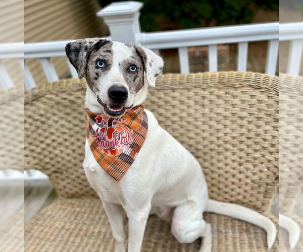 Medium Photo #4 Catahoula Leopard Dog-Unknown Mix Puppy For Sale in Canton, CT, USA