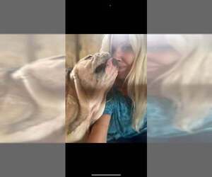 Sweet Potato - Female Bulldog Dog for Adoption - Photo #2