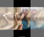 Small Photo #2 Bulldog Puppy For Sale in Jackson Township, NJ, USA