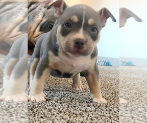 American Bully Puppy for sale in BEVERLY, MA, USA