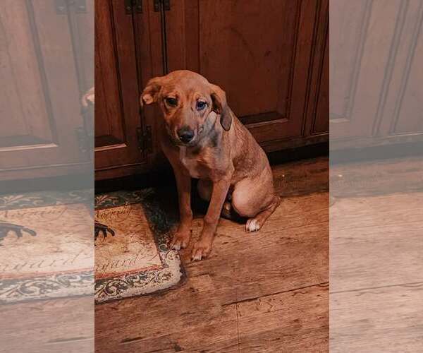 Medium Photo #2 Labbe Puppy For Sale in SHERBURNE, NY, USA