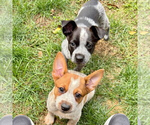 Hermione - Female Mutt Dog for Adoption - Photo #2