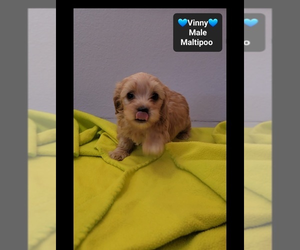Medium Photo #2 Maltipoo (Toy) Puppy For Sale in TUCSON, AZ, USA