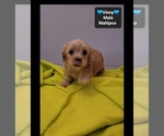 Vinny - Male Maltipoo (Toy) Puppy for Sale - Photo #2