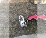 Small Photo #7 Bulldog Puppy For Sale in EL DORADO, KS, USA