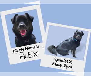 Spaniel-Unknown Mix Dogs for adoption in Anchorage, AK, USA