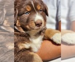 Small #10 Australian Shepherd
