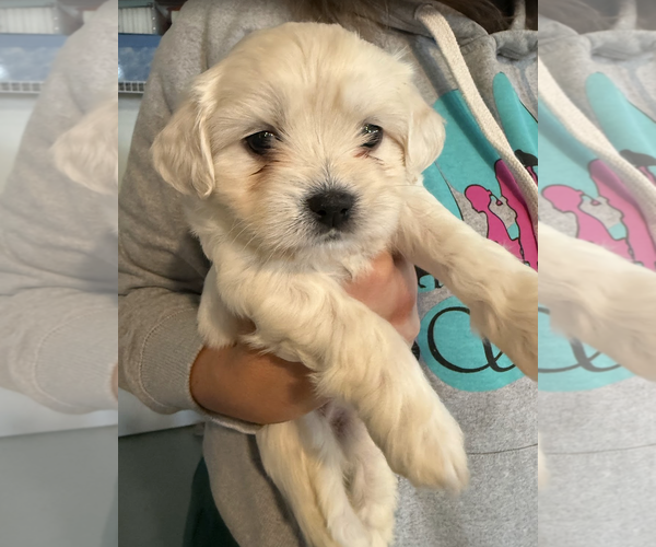 Medium Photo #2 Maltese-Unknown Mix Puppy For Sale in Rockville, MD, USA