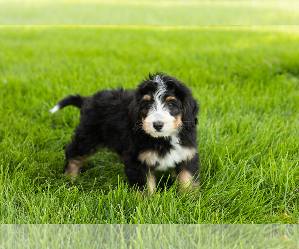 Medium Photo #5 Bernedoodle (Miniature) Puppy For Sale in SHIPSHEWANA, IN, USA