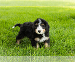 Small #4 Bernedoodle (Miniature)