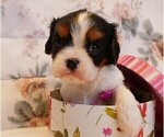 Small Photo #7 Cavalier King Charles Spaniel Puppy For Sale in MARCELLUS, MI, USA