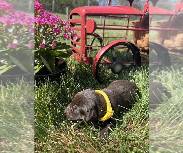 Medium Photo #5 Labrador Retriever Puppy For Sale in NEOLA, WV, USA