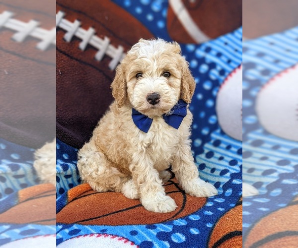 Medium Photo #1 Bernedoodle (Miniature) Puppy For Sale in OXFORD, PA, USA