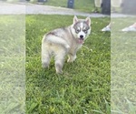 Small #2 Siberian Husky