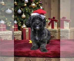 Mutt Dogs for adoption in Bellingham, WA, USA