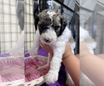 Small Photo #3 Poodle (Standard) Puppy For Sale in CRAIG, NE, USA