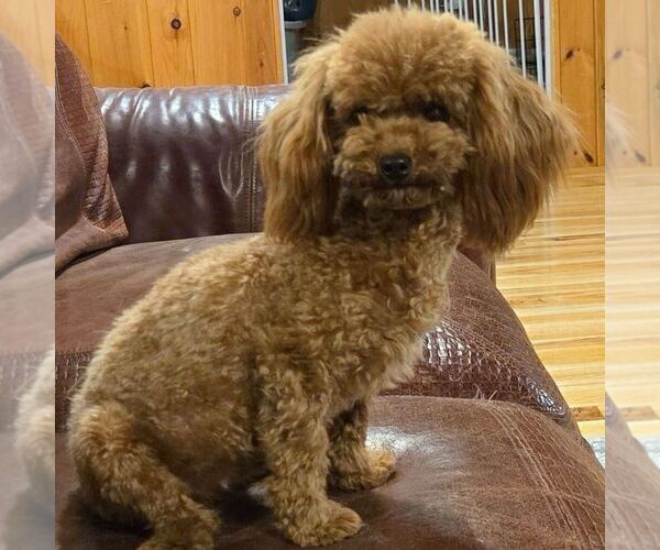 Medium Photo #1 Poodle (Toy) Puppy For Sale in GREENCASTLE, PA, USA