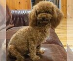 Small Photo #1 Poodle (Toy) Puppy For Sale in GREENCASTLE, PA, USA