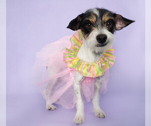 Mutt Dogs for adoption in Phoenix, AZ, USA