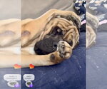 Small #10 Mastiff