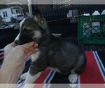 Small #1 Siberian Husky