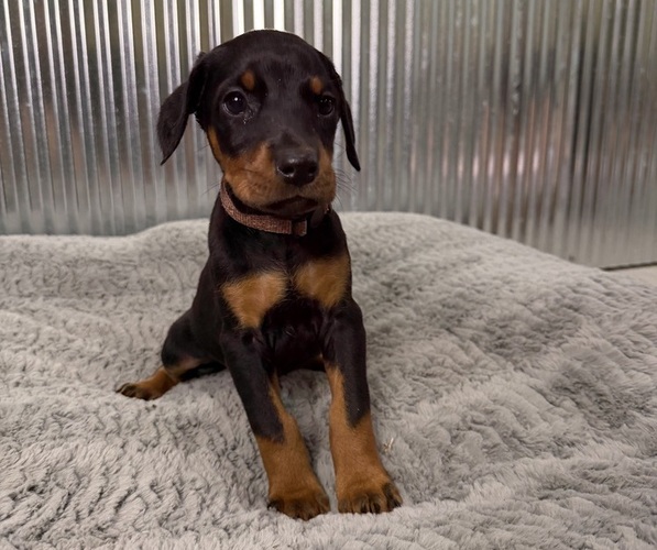 Medium Photo #10 Doberman Pinscher Puppy For Sale in PERU, KS, USA