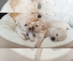 Small Photo #11 English Cream Golden Retriever Puppy For Sale in COLORADO SPRINGS, CO, USA