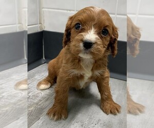 Cavapoo Puppy for sale in CLARE, IL, USA