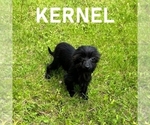 Small #3 YorkiePoo