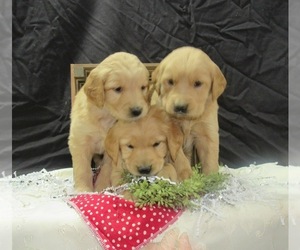 Golden Retriever Puppy for sale in GREENWOOD, WI, USA