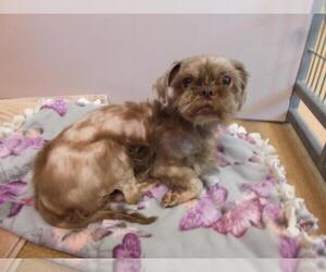 Shih Tzu Dogs for adoption in Martinez, CA, USA
