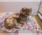 Small Shih Tzu