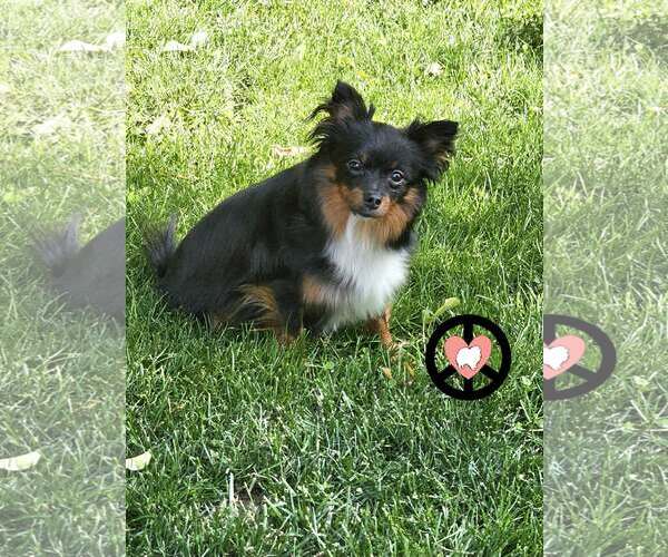 Medium Photo #2 Jack-A-Ranian Puppy For Sale in Lebanon, PA, USA