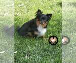 Small #1 Jack-A-Ranian